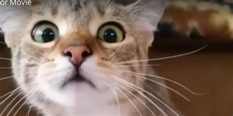 cat watching horror movie fake|Cat Watching Horror Movie Is Viral Video Of The Year.